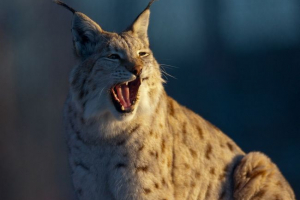 Ris je daleko od kuće maca Ris je daleko od kuće maca